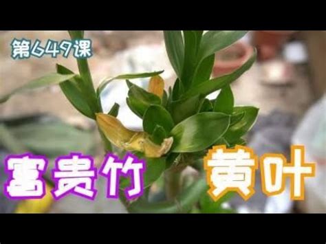 萬年青莖變黃|萬年青葉片變黃